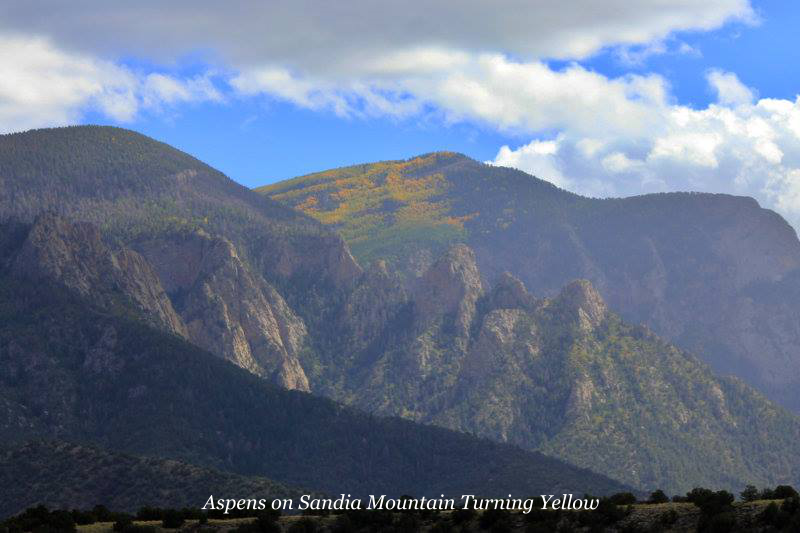 Aspens on Sandia Mountain Turning Yellow